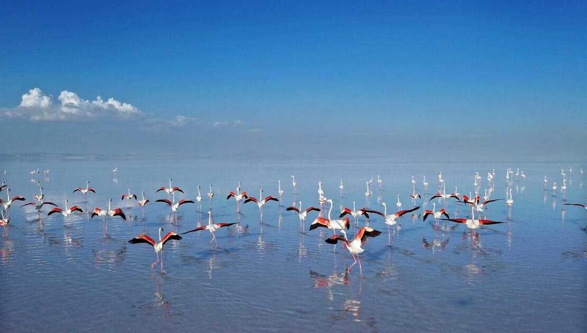 Flamingoların yaşam cenneti: Tuz Gölü