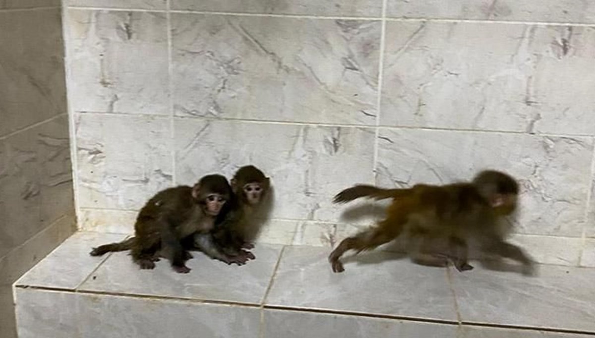 Sınır kapısında 3 yavru maymun ele geçirildi Sınır kapısında 3 yavru maymun ele geçirildi