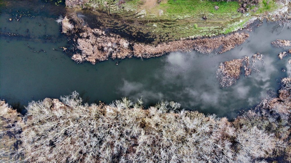 Dünyada ikinci, Türkiye'de ise tek parça halindeki en büyük longoz: Sakarya Acarlar Longozu - 5