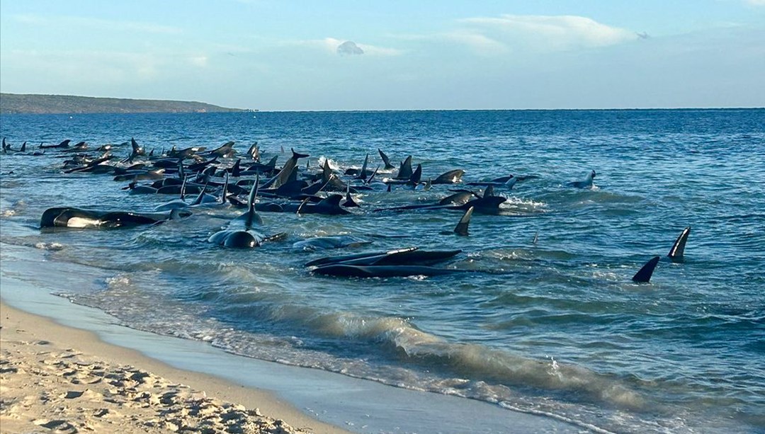 Avustralya'da 160 balina karaya vurdu 26'sı öldü