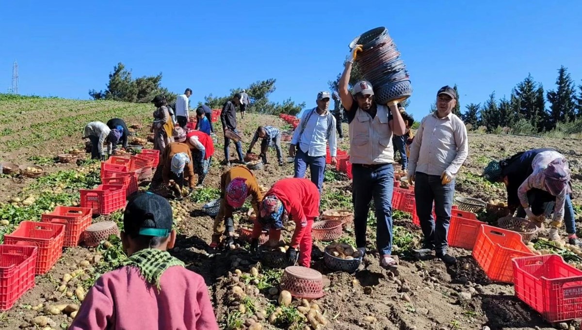 Turfanda patates hasadına başlandı Turfanda patates hasadına başlandı
