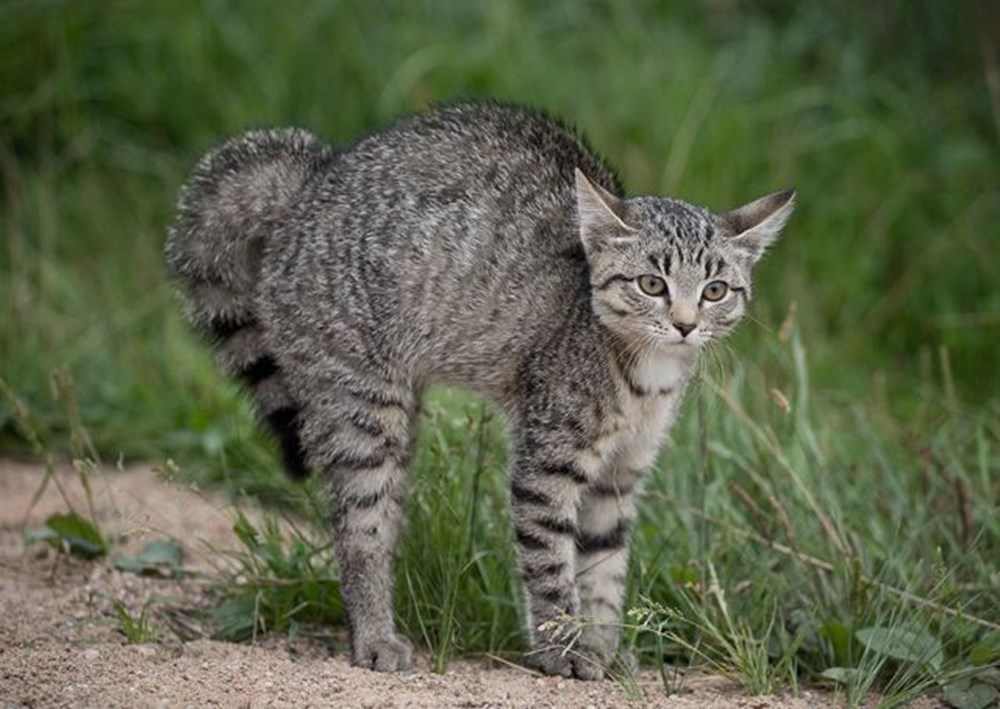 Кот ща. Перепуганная кошка. Котенок ощетинился. Кошка с выгнутой спиной. Кошка дыбится.