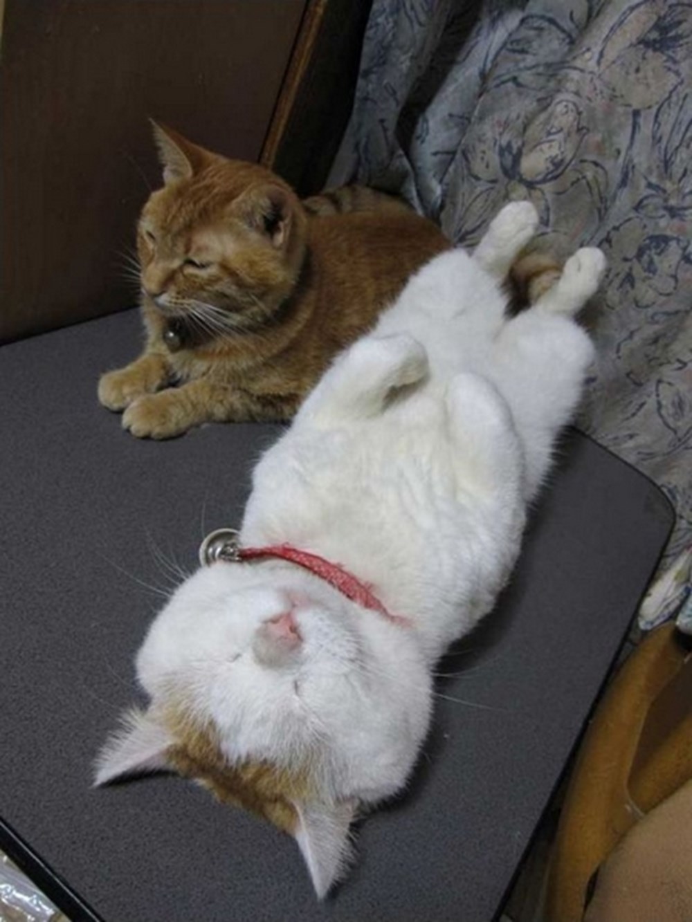 Ленивые коты