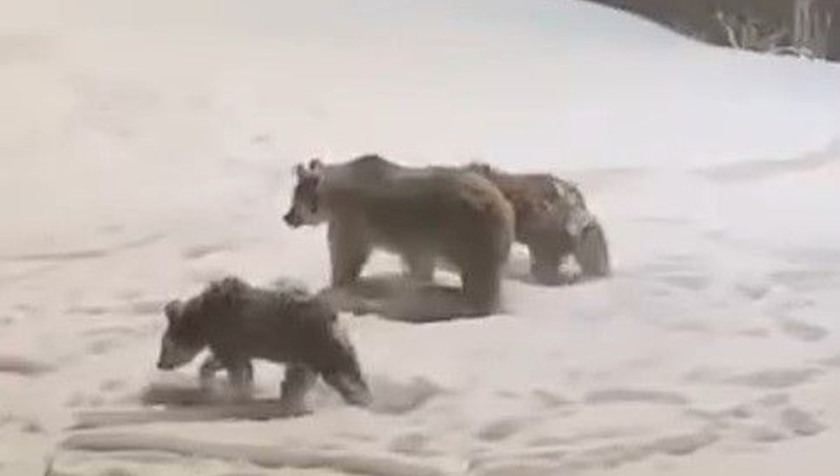 Kış uykusundan uyandılar, yiyecek aramaya indiler
