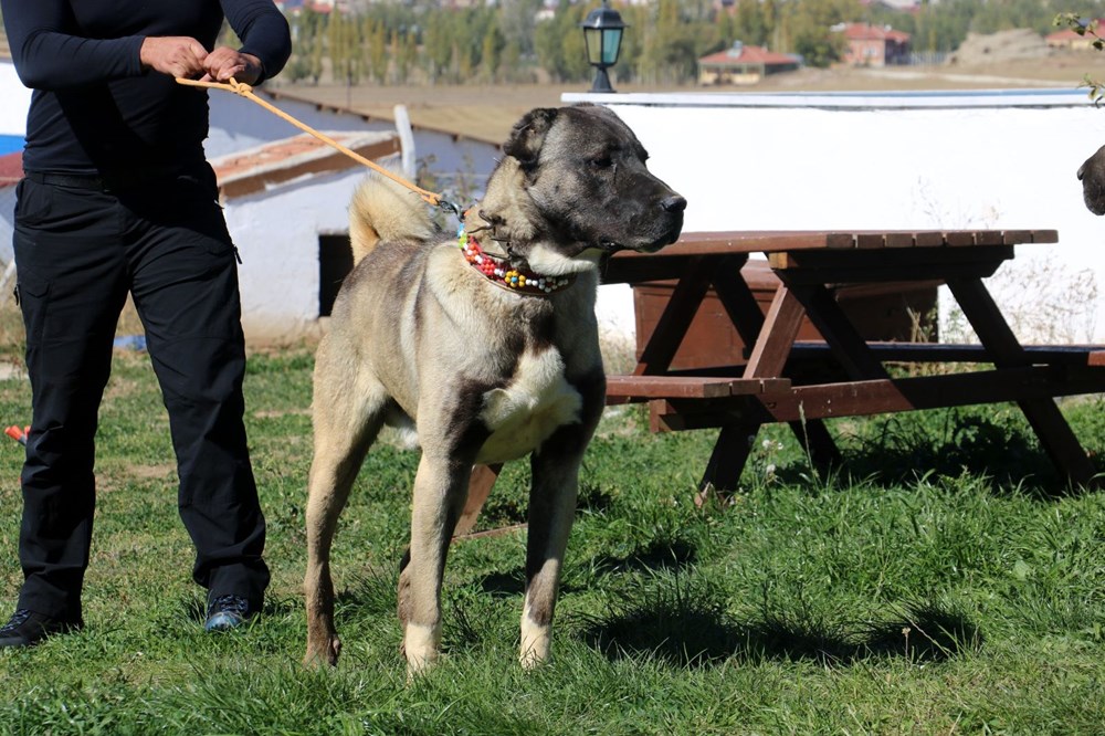 Yurtdışından talep yağıyor, lüks otomobil fiyatına alıcı buluyor - 9