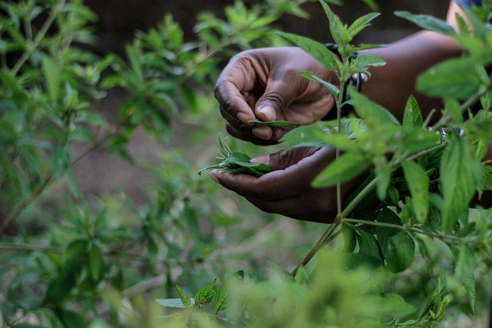 Zumbani, the plant the African country hopes for: If we didn't use it, we would be dead - 1