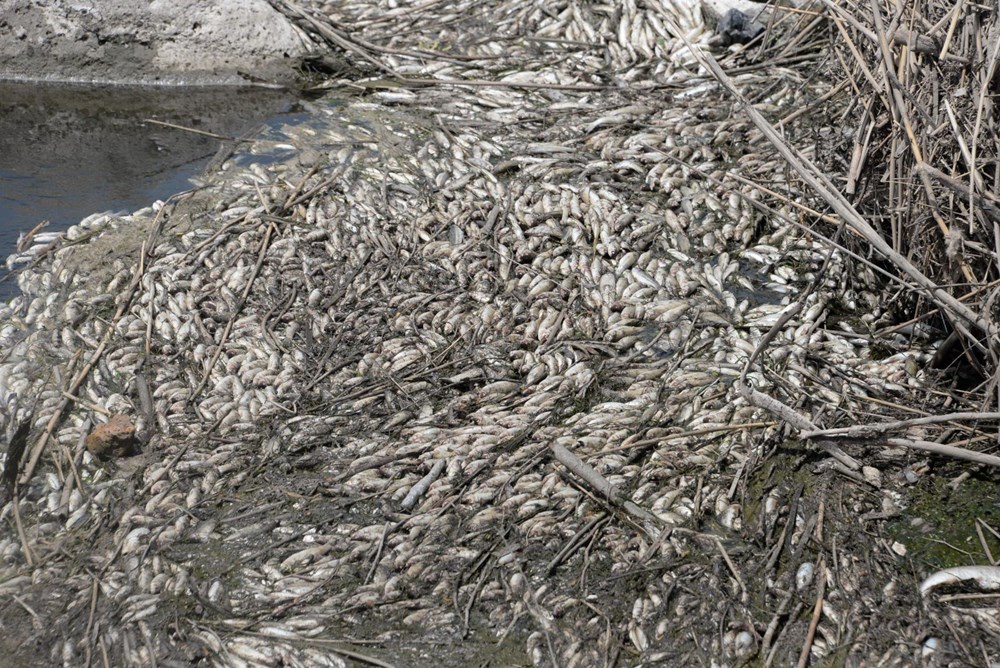 Dicle Nehri'nde balık ölümlerine inceleme - 7