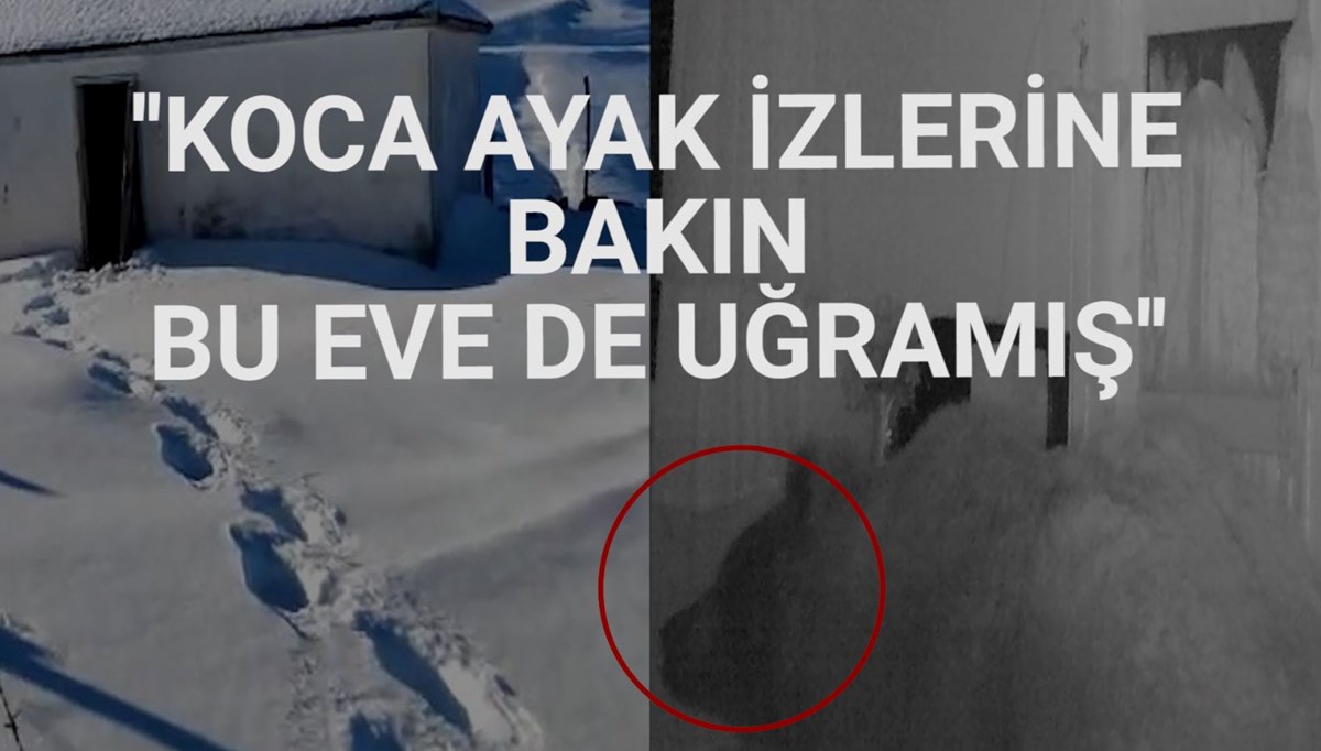 Kış uykusuna yatmayan ayı yayla evlerine dadandı Kış uykusuna yatmayan ayı yayla evlerine dadandı
