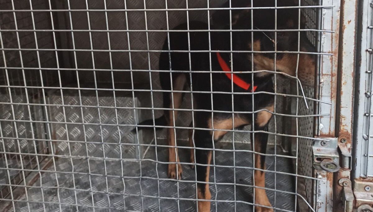 Köpeğini döven Ürdünlü gencin cezası belli oldu