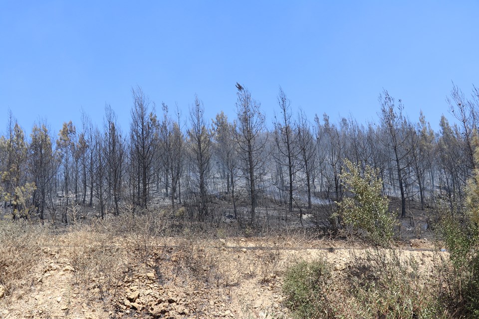 Orman yangınlarında son durum: Termik santraldeki yangın söndü - 10