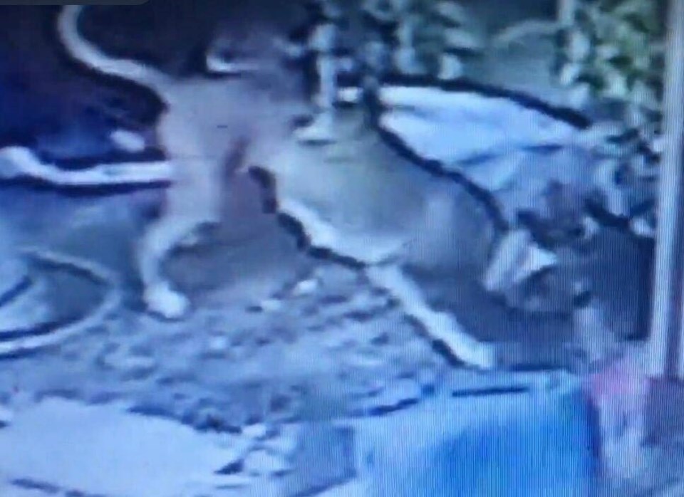 İzmir'de pitbull dehşeti: Bir köpeği öldürdü, sahibi ve kedisini yaraladı - 2