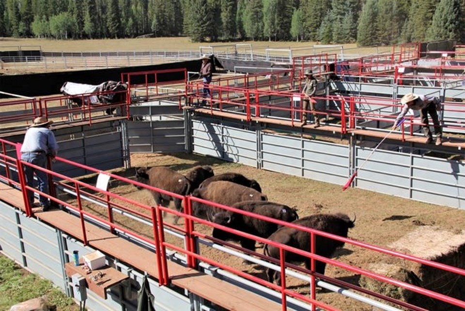 ABD'de Büyük Kanyon'daki bizon artışı nedeniyle düzenlenecek ava 45 binden fazla başvuru oldu - 1