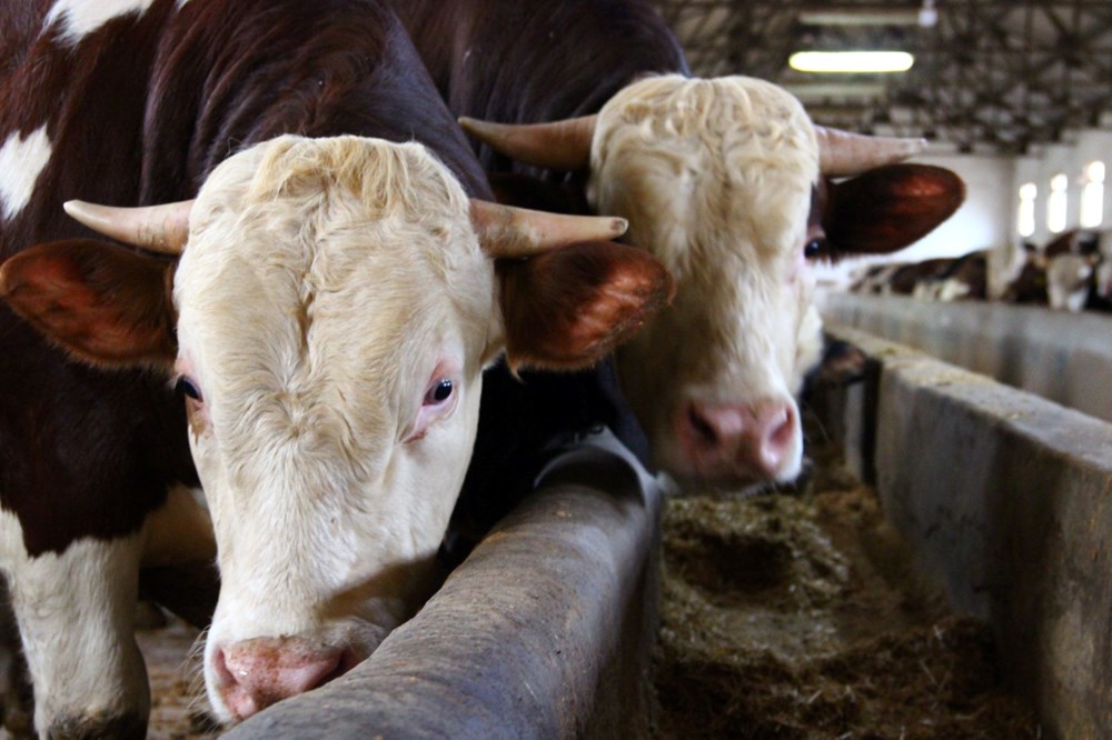 1 ton 150 kilogram tartısında: "Paşa" 380 bin TL'ye alıcısını bekliyor 73 NkX vHsT Ey79tYOrlJl7w