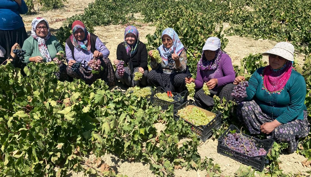 1400 rakımda üzüm hasadı: 2 bin ton ürün