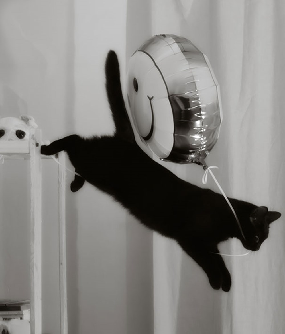 Стащит кошка. Котенок воришка. Кошка ворует. Смешные кошки. Коты воруют.