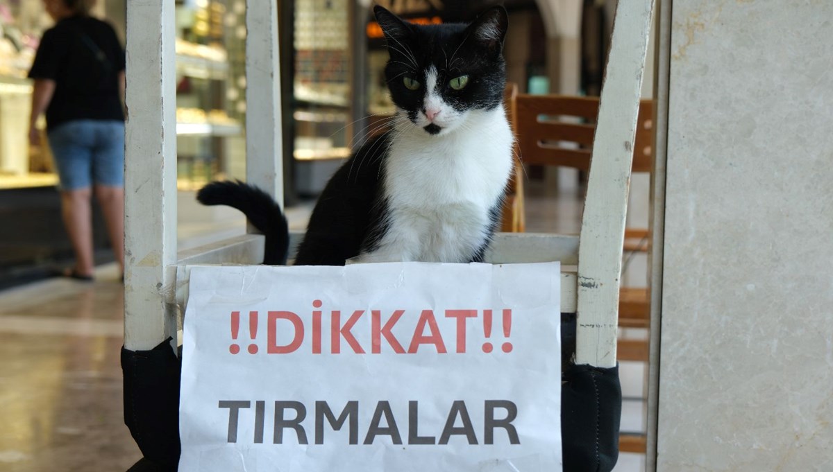 Adana'nın asabi kedisi: Adana'nın asabi kedisi: