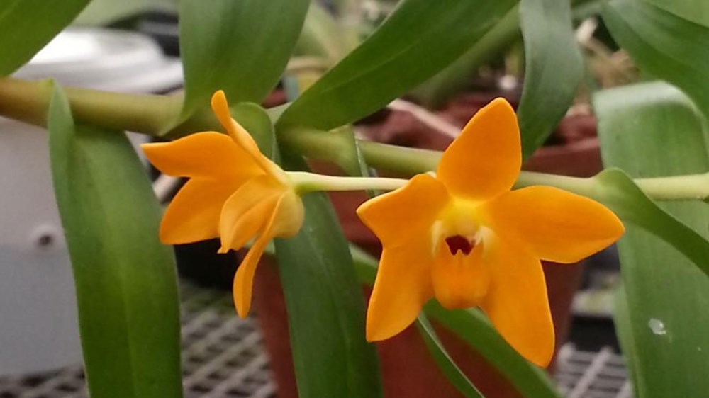 Dünyanın “en çirkin orkidesi” 2020’de yeni keşfedilen türler arasında - 5