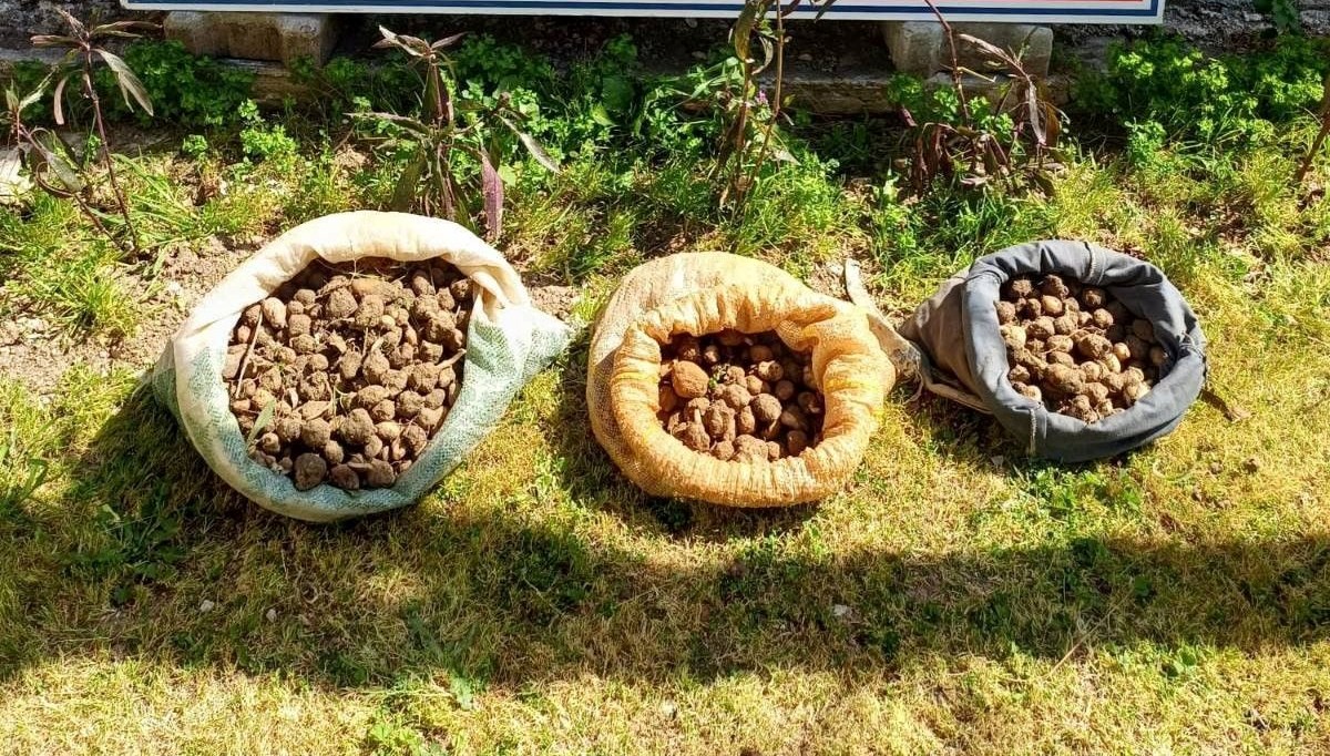 10 kilo salep toplarken yakalandılar 10 kilo salep toplarken yakalandılar