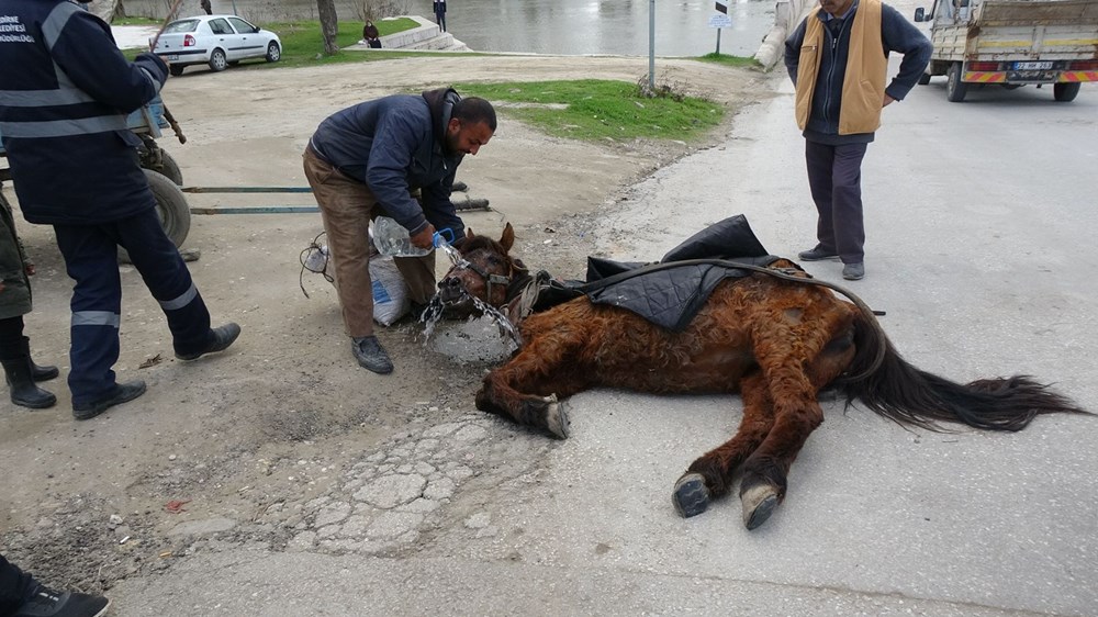 Edirne'de tepki çeken görüntü: Aşırı yükten yere yığılan ata göz göre göre işkence - 2