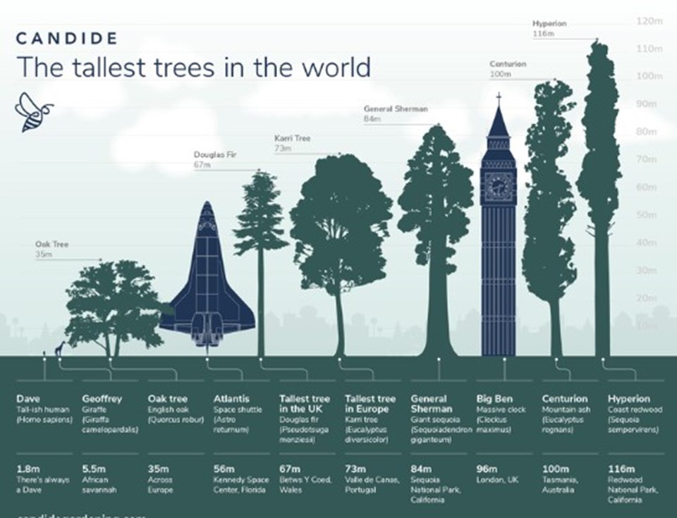 Grafikte dünyanın en uzun ağaçları yer alıyor. 