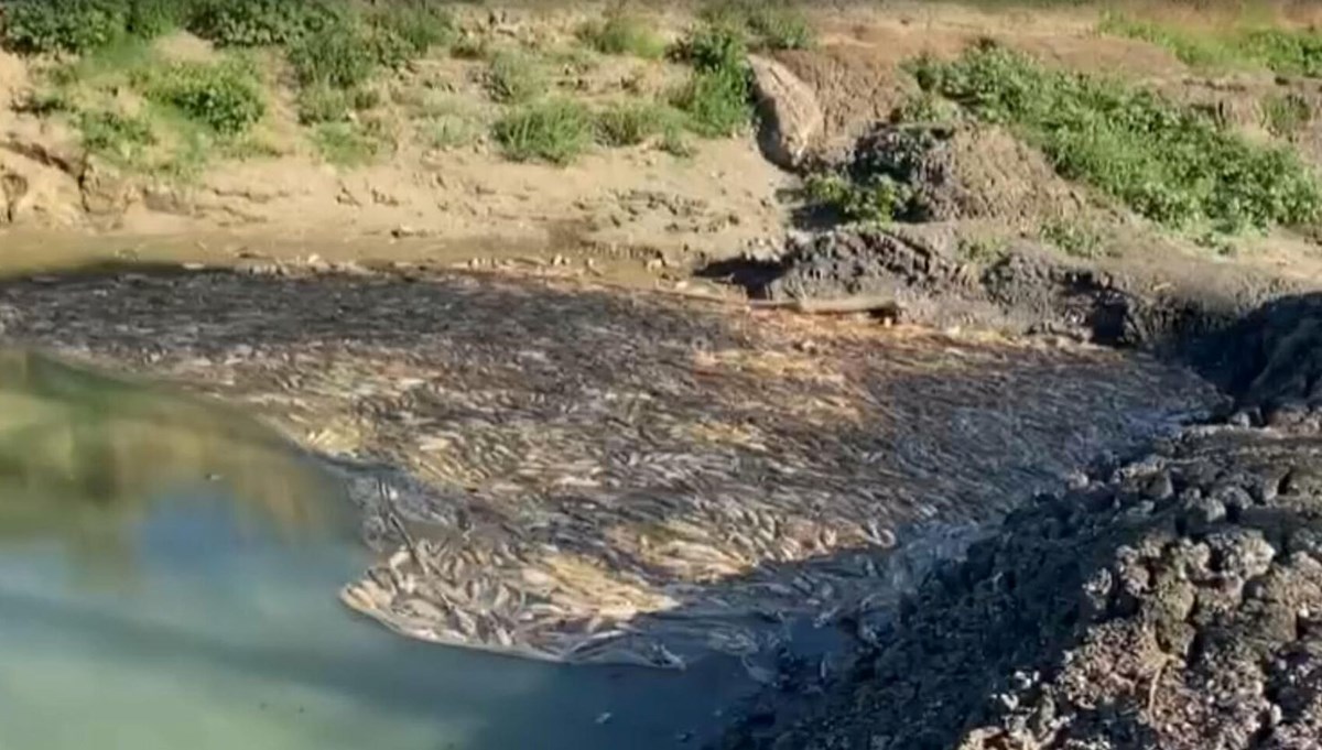 Tedirgin eden görüntü: Toplu balık ölümleri sürüyor