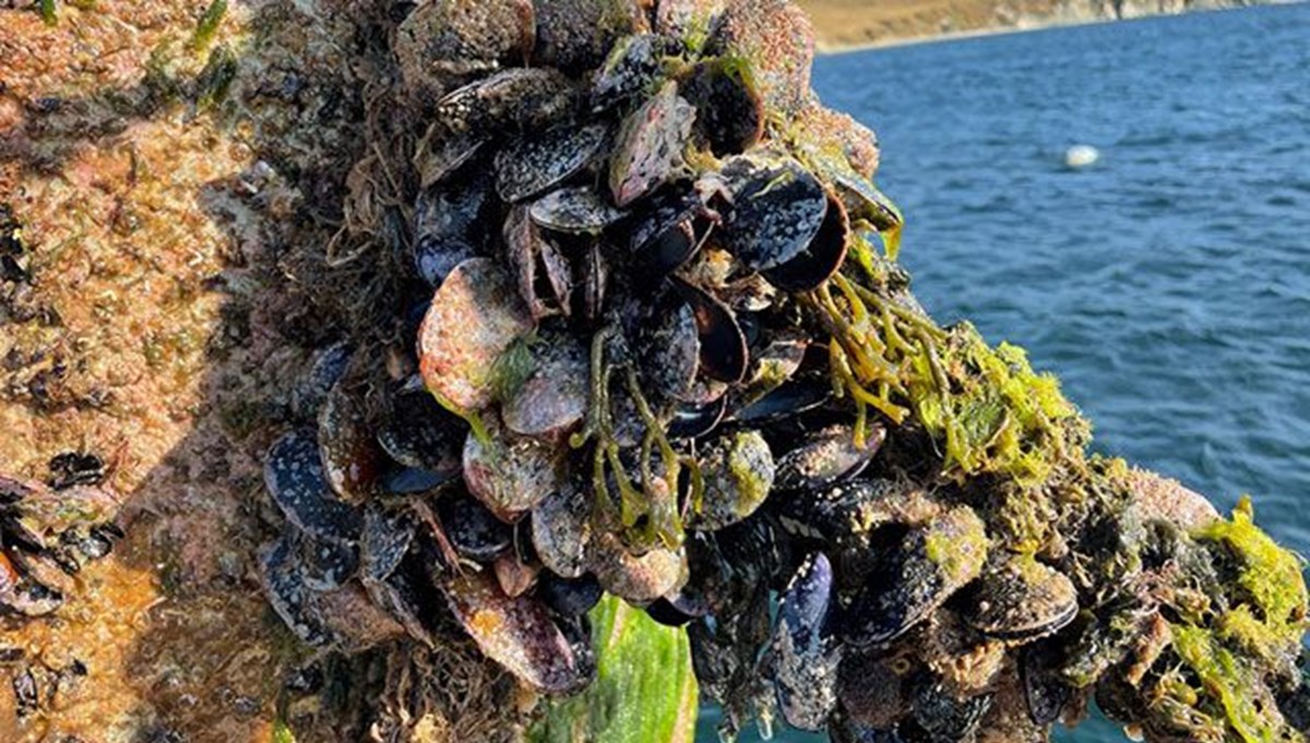 Marmara Denizi'ni midyeler temizleyecek