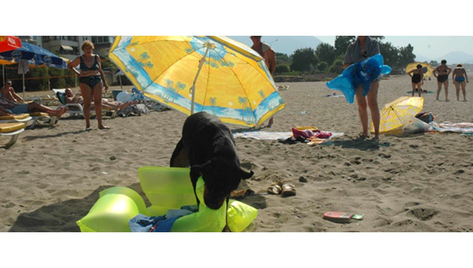 Plajda rottweiller paniği