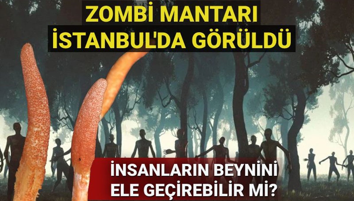 Zombi mantarı İstanbul'da görüldü! İnsanların beynini ele geçirebilir mi?