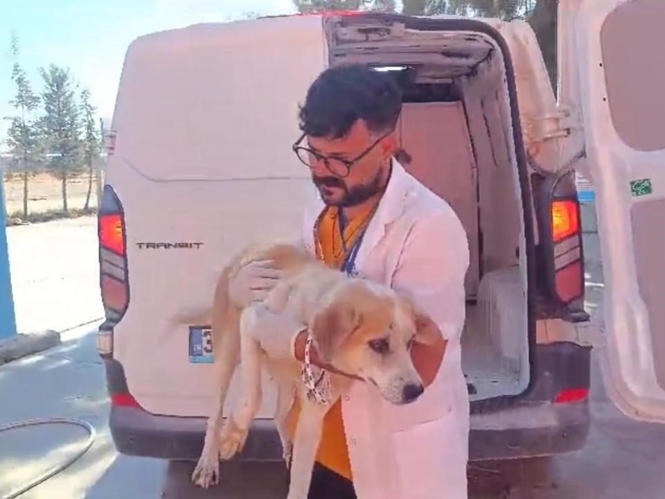 Kuyuya düşen köpeği itfaiye ekipleri kurtardı - 1