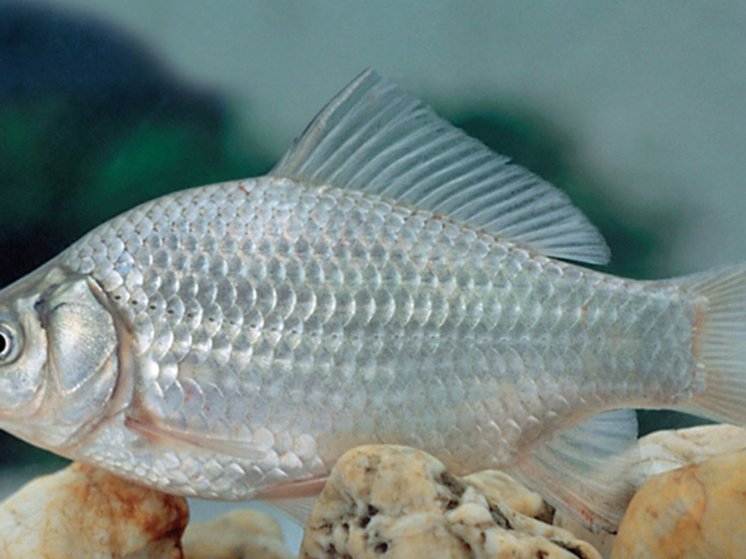 istilaci balik goletleri tehdit ediyor ntv