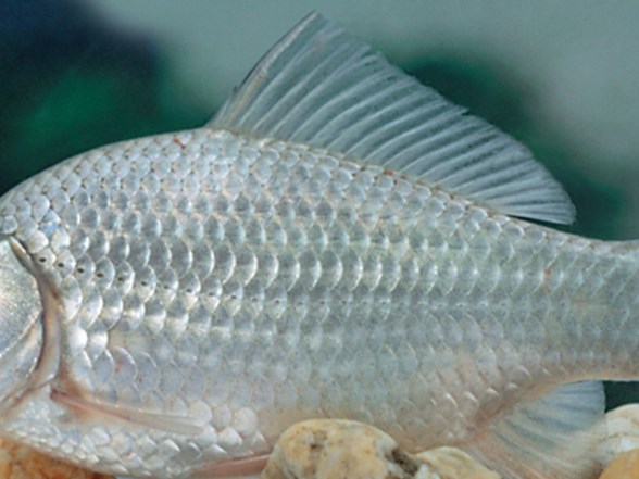 istilaci balik goletleri tehdit ediyor ntv