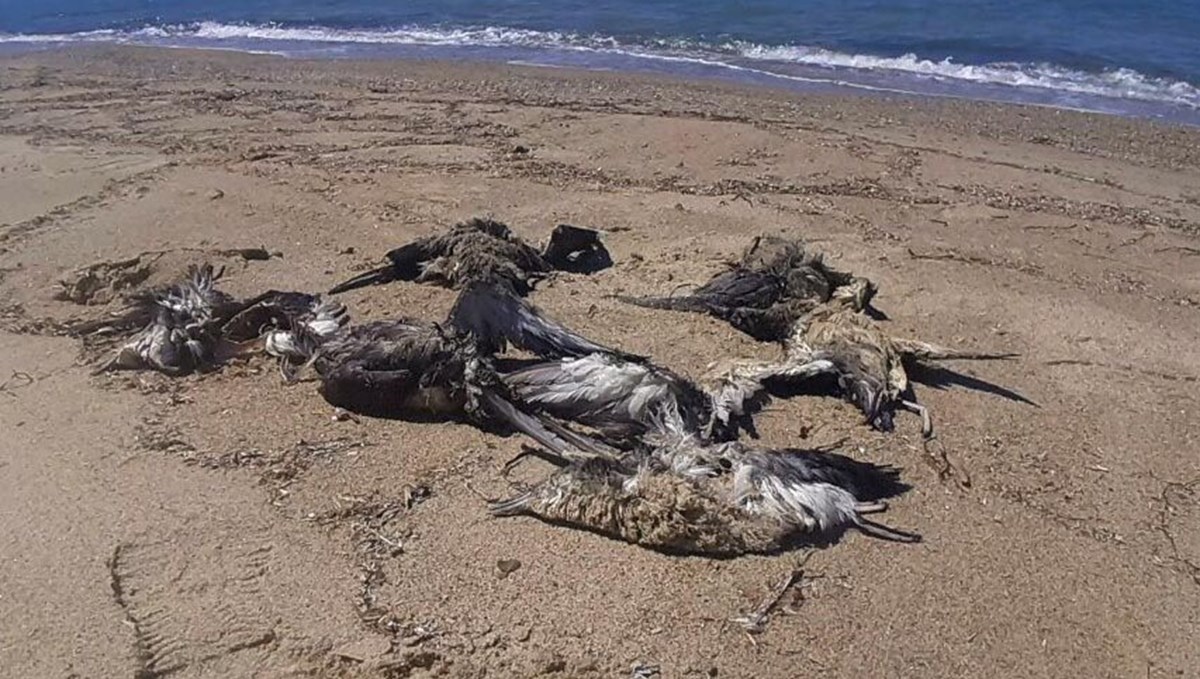 Kuşadası Sahili'nde ölü 24 yelkovan kuşu bulundu