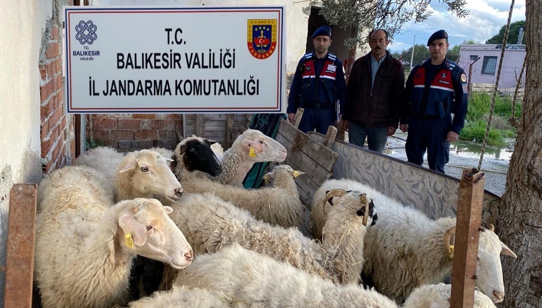 Jandarma EFT dolandırıcılarını yakaladı: Koyunları alıp parasını ödemediler