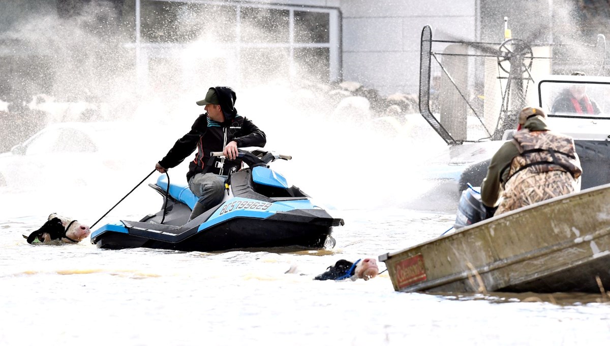 Kanada'da son 500 yılın felaketi: Selde mahsur kalan inekler jet ski ile kurtarıldı