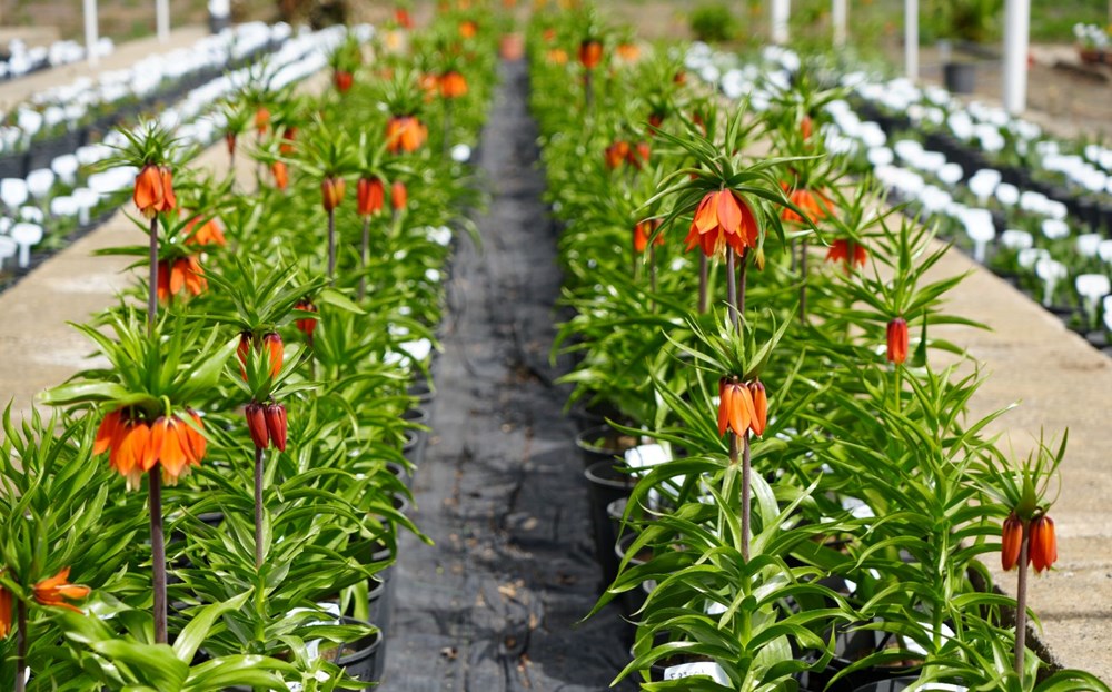 Bu çiçeği koparmanın cezası 577 bin lira: Ülkemizde 52 çeşidi bulunuyor 74 Nr7PyFR3XUSONm 8Moyduw