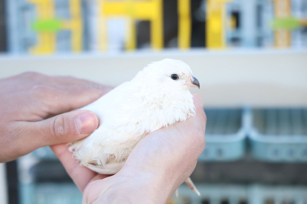 ABD'den 17 Cins Getirdi, Köyünde Çiftlik Kurdu: Girişimci Genç, Şimdi Dünyaya Satıyor 76
