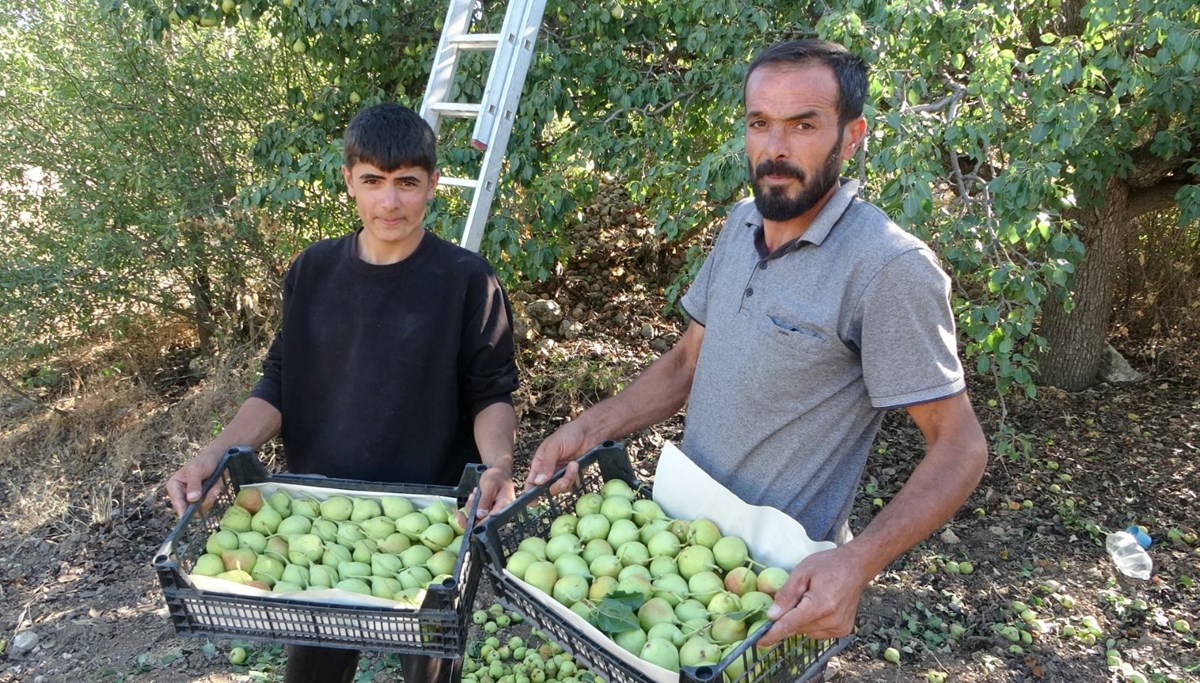 Bin 800 rakımda üretiliyor: Hasat başladı, kilosu 70 TL