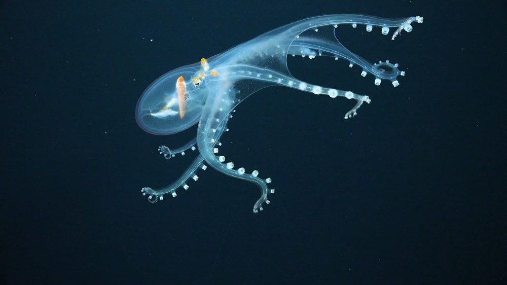 rare in the ocean "Glass Octopus" viewed - 5