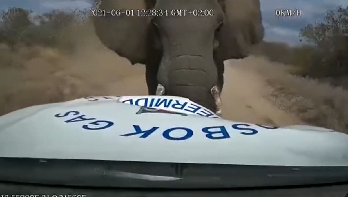 Kızgın fil arabayı parçaladı