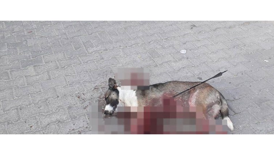 Kırklareli'nde okla vurulmuş köpek bulundu