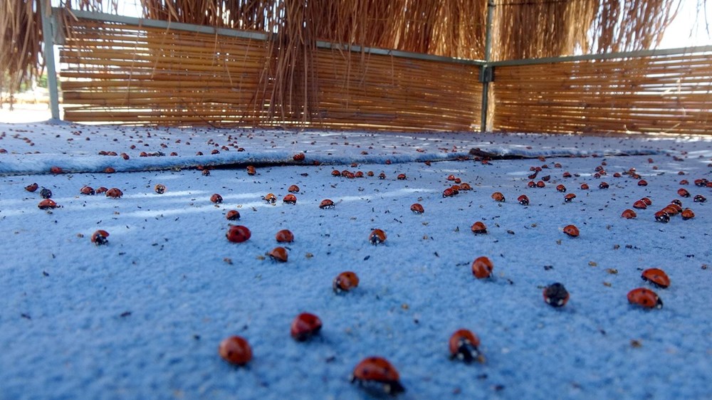 Saros Körfezi'nde uğur böceği istilası - 4