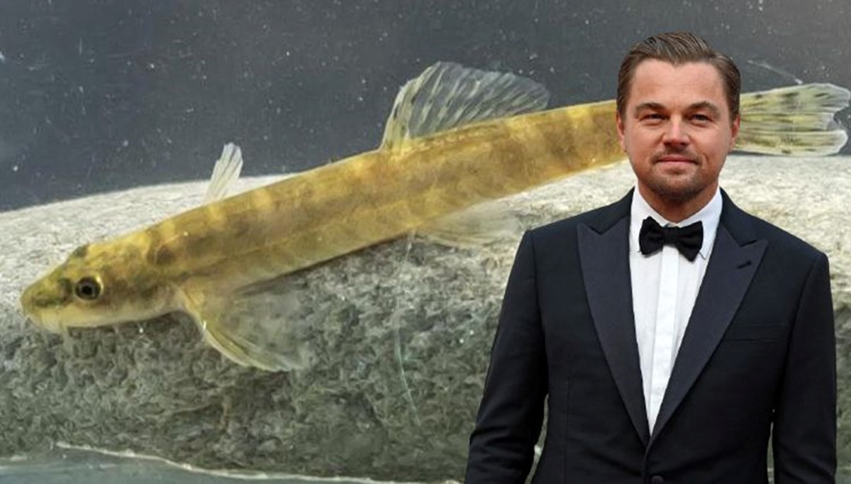 Leonardo DiCaprio'dan Sason Çayı'nda 47 yıl sonra görülen balık paylaşımı