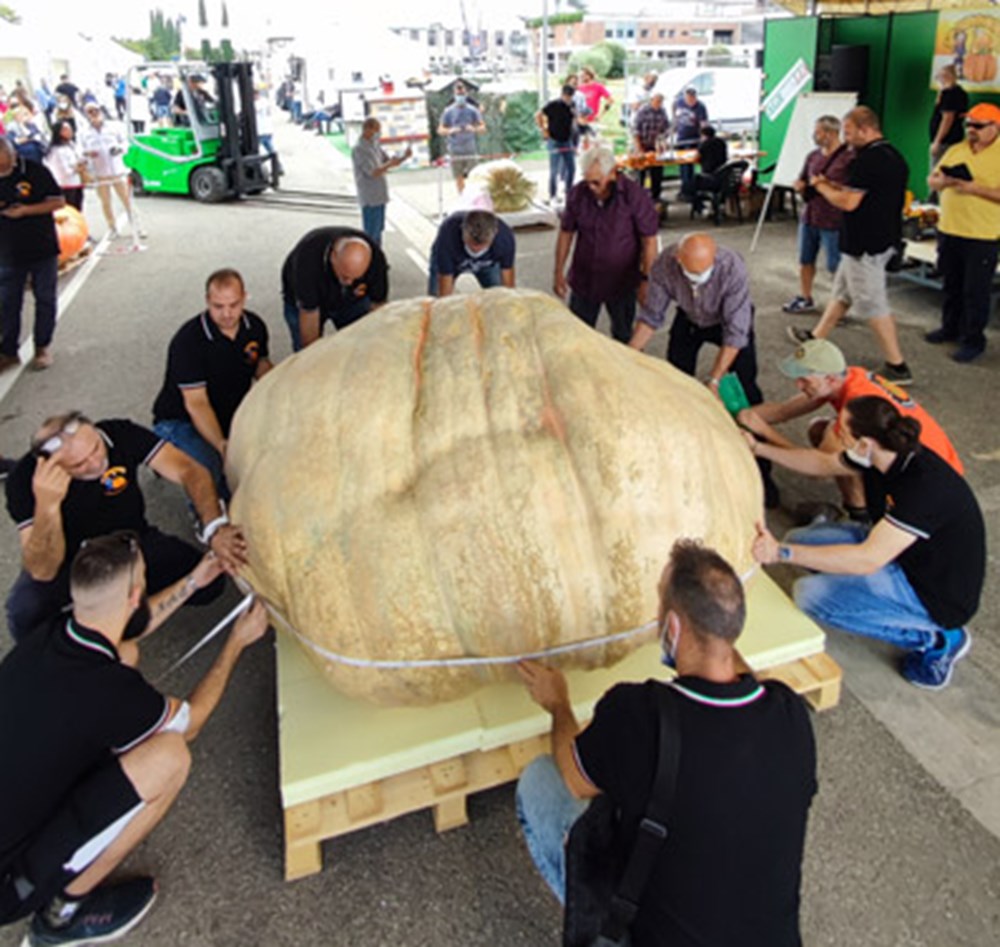 Araba ağırlığında: Dünyanın en büyük bal kabağı Guinness rekorlarına girdi - 3