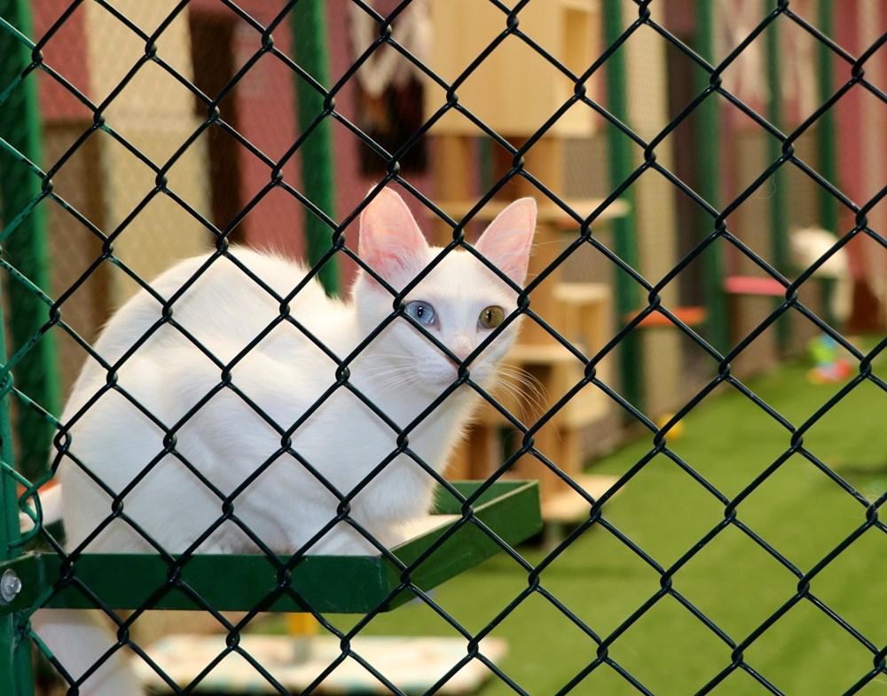 Kedi villası yeni kurallarla ziyarete açıldı Magazin Haberleri NTV