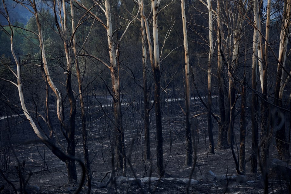 İtalya ve İspanya orman yangınlarıyla mücadele ediyor - 2