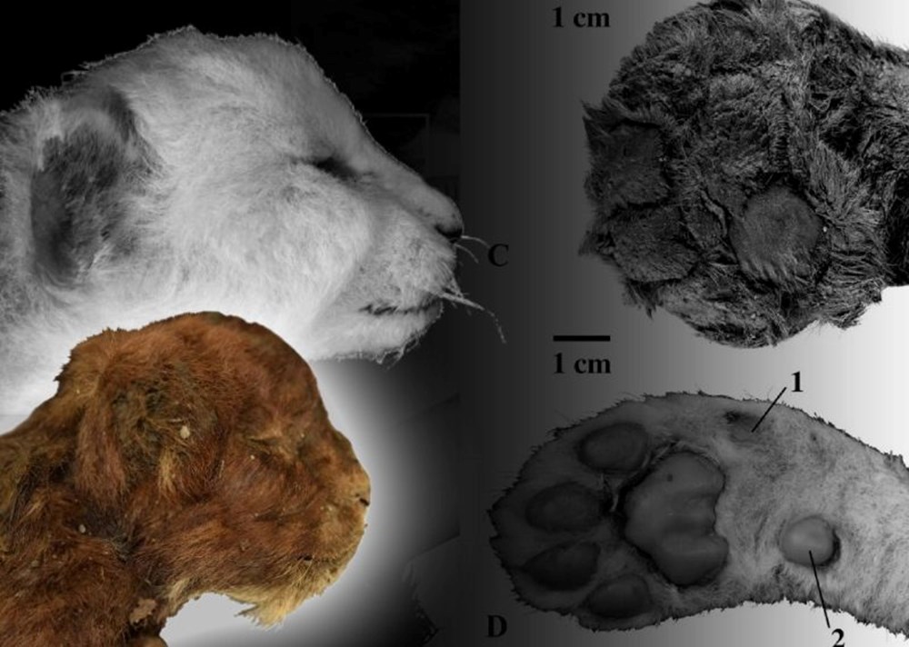 37 bin yıllık kedi mumyası bulundu: Geniş patileriyle kediden çok aslana benziyor! - 1