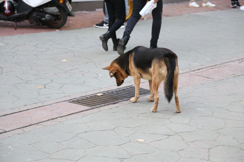 Mazgalı izleyen köpeğin sırrı ortaya çıktı - 7