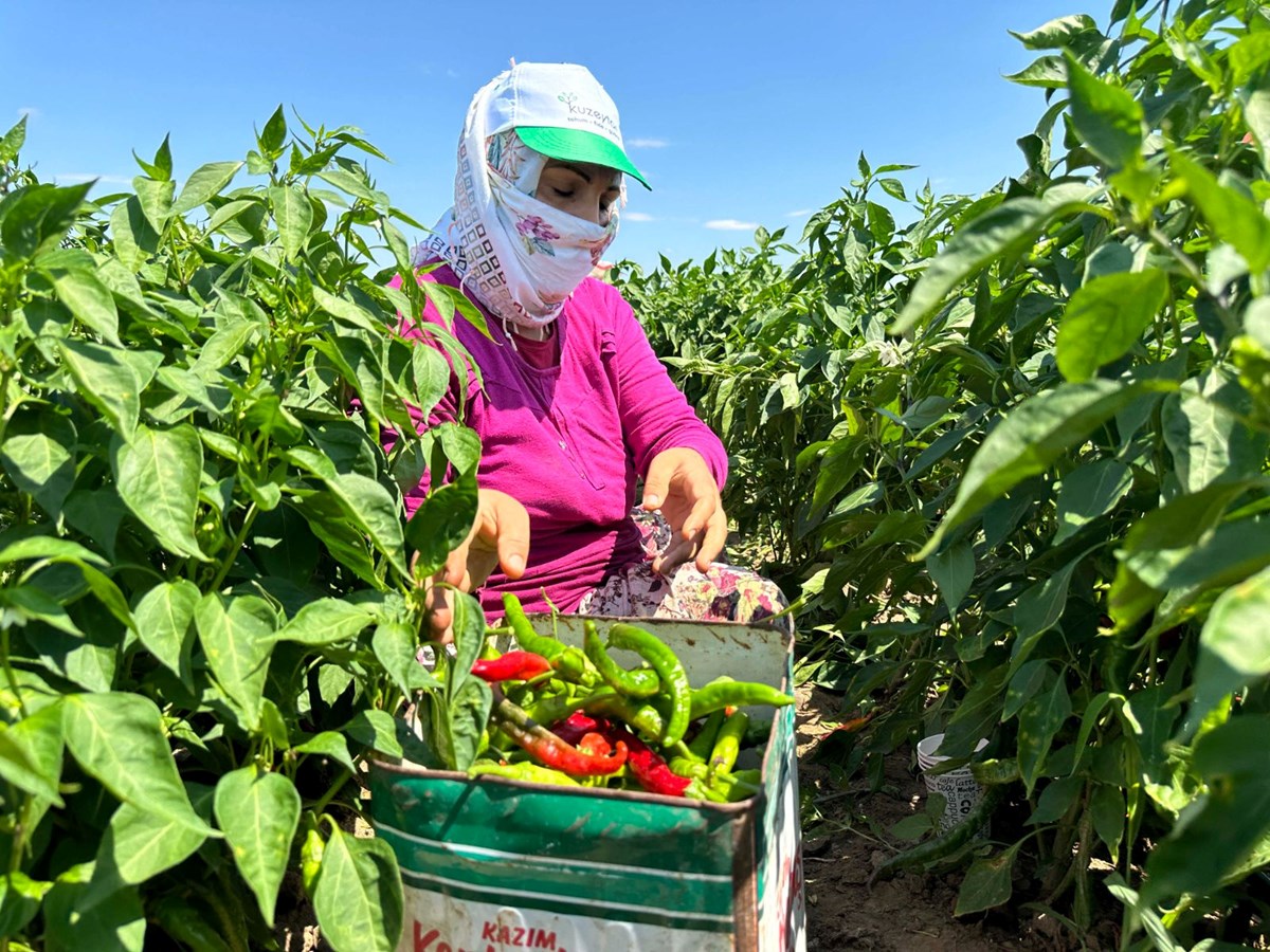 Kavurucu sıcaklar acı biberi strese soktu: Hasatta gecikme meydana geldi