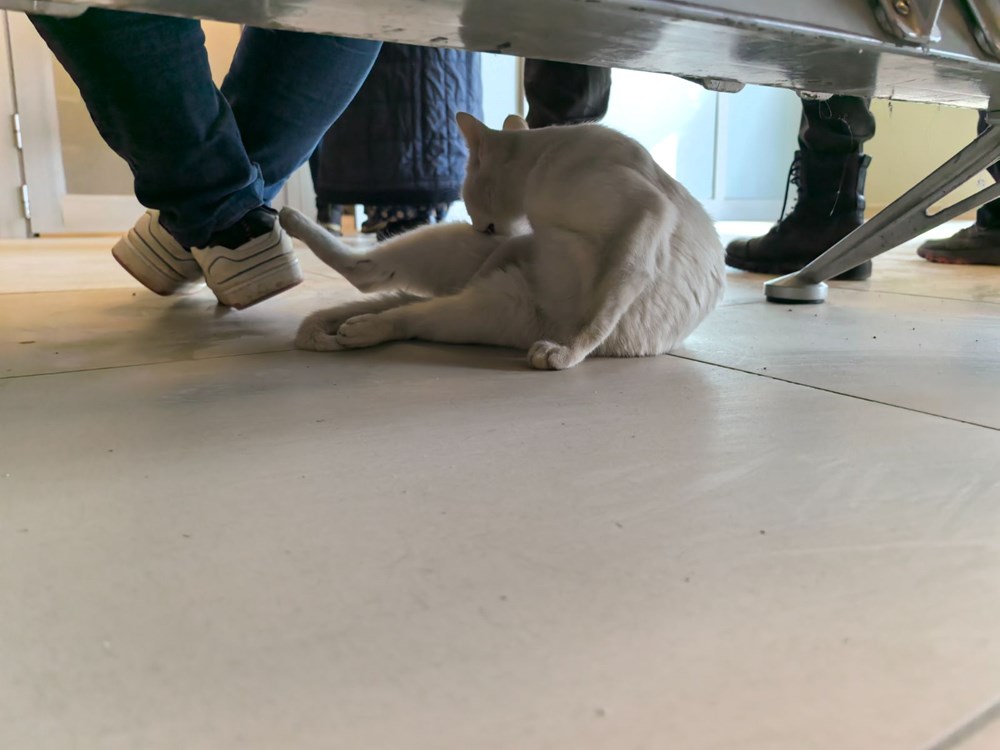 Bacağı kırılan kedi hastanenin acil servisine geldi - 3