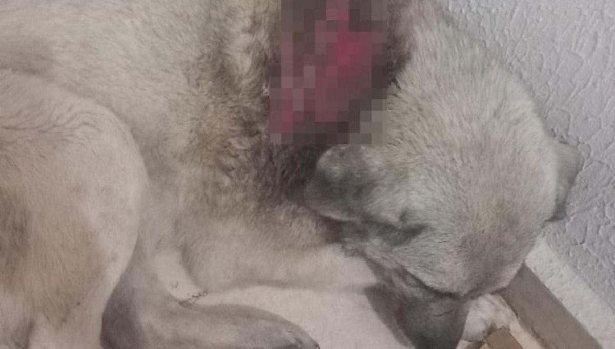 Köpeğe kaynar su döktüler Köpeğe kaynar su döktüler